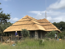 Thatch 1
